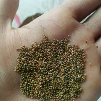 بذر شبدر دو چین