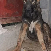 توله نر سرابی خالص
