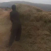 علف بهاره(سبز) مرغوب