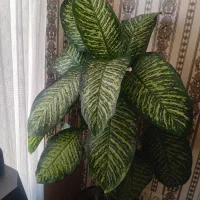 جویای کار نیم وقتم از صبح تا ظهر