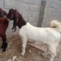 بزغاله نر پاکستانی