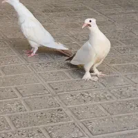 دم سرخ کاکلی