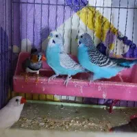 ۳فنچ و2مرغ عشق نر همه بالغ ۱ م