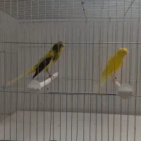 قناری رسمی بلند