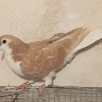 کفتر پرشی و رنگی