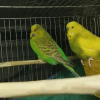 مرغ عشق انگلیسی ومعمولی