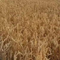 گندم جو خوراک دام بز میش گاو