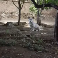 گوش تیز