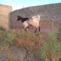 بز دورگ دوقلو زا