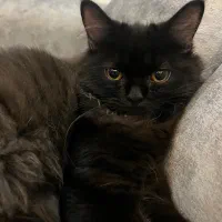 گربه پرشین هیمالین