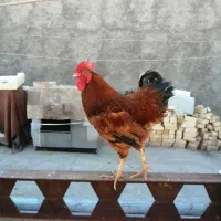 خروس و مرغ فروشی