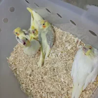 جوجه عروس هلندی سرلاکی نژاد سخنگو