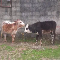 دوراس گوساله ماده جنس لیشه گاو