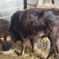 3عدد گاو گوساله و لیسه