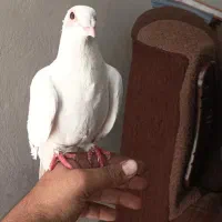 کفتر