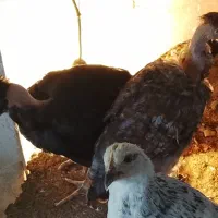 تعدادی جوجه ۲ تا ۳ماهه