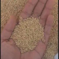 بزر ارزن درجه یک