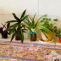 فروش 5گل خانگی سالم باهم