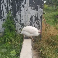 مرغ و خروس شاخدار. سیساک