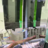 آکواریوم ماهی رازبوراگلکسی