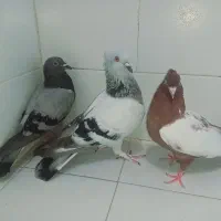 کبوتر فروشی
