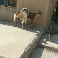 بز جوان داشتی ابستن