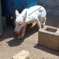 فروش یا معاوضه توله هاسکی سفید