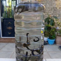فروش زالو پلنگی