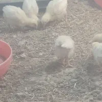 راس 308 جوجه گ‌وش-ت-ی
