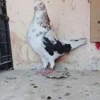 کبوتر نرو ماده