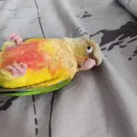 گرینچیک بسیار سرحال و بازی گوش و دستی