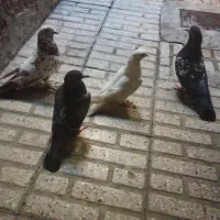 کبوتر