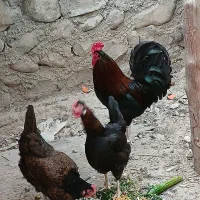 چهار عدد مرغ و یک خروس محلی