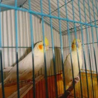 عروس هلندی
