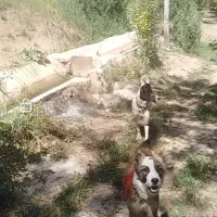 سگ گله