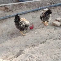 خروس|حیوانات مزرعه|محمدشهر, کوی بهار|دیوار