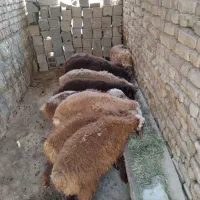 ۷ راس بره پای پروار