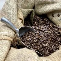 فروش ویژه دان ویتنام روبوستابا کمترین قیمت