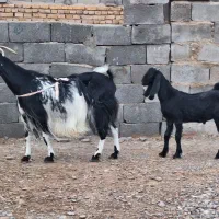۴ تا بز و کره