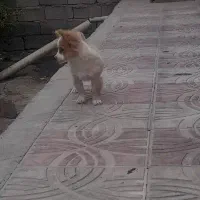 سگ پاکوتاه خشگل