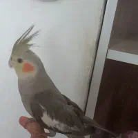 عروس اماده جفت