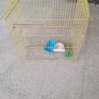 قفس پرنده