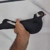 زاغ نر|پرنده|بروجرد, |دیوار