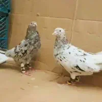 کبوتر کوهی قهویی دمسفید اشعل