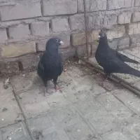 ماده کلاغ