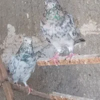 کفتر گرفتنی