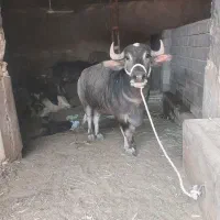 گاومیش