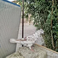 کبوتر فروشی