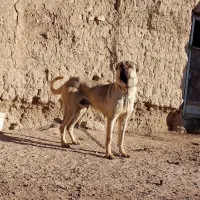 سگ گله ای سرابی