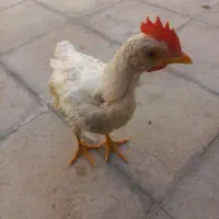 جوجه خروس